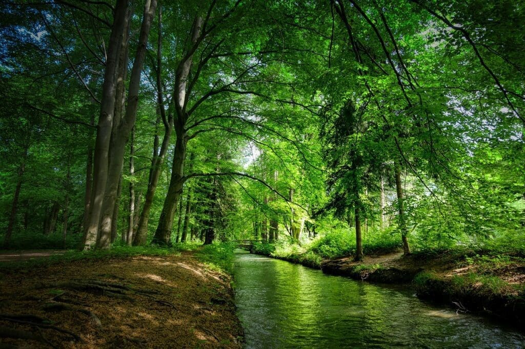 forest bathing nature