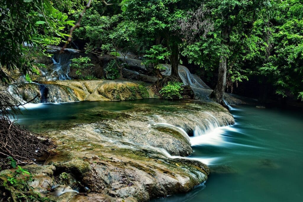 forest bathing nature