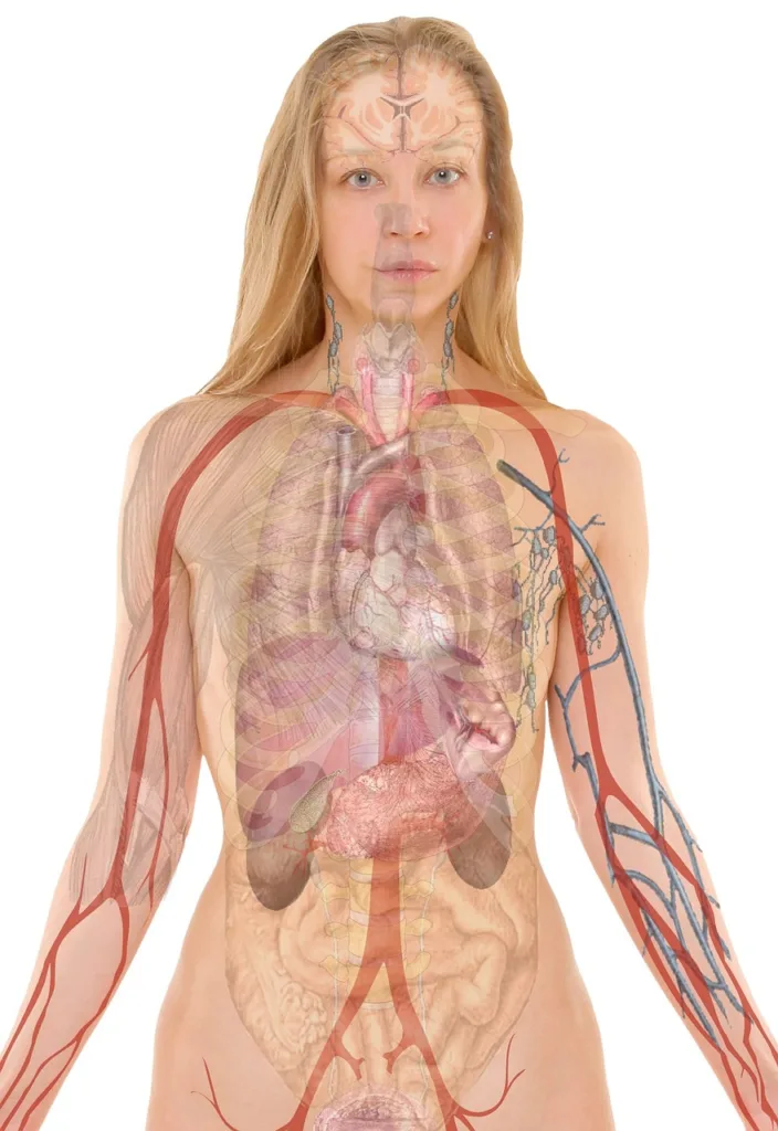 anatomy, woman, human-254120.jpg